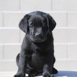 Labrador Retriever Puppies from Heather Luis