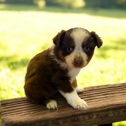 Hazel - Red tri-color female Australian Shepherd puppy in Statesville, North Carolina from Charming Australian Shepherds