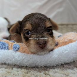 AKC tiny tot (Petite Parents) - Chocolate and tan female Yorkshire Terrier puppy in Greencastle, Indiana from Tiny Tushy Lodge