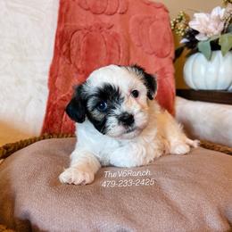 Sponge Bob - Cream male Shichon puppy in Sulphur Bluff, Texas from V6 Ranch Dogs