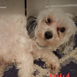 Anna - Maltipoo