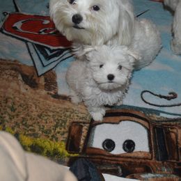 Maltese Puppies from Babes Babies