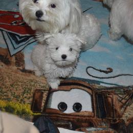 Maltese Puppies from Babes Babies