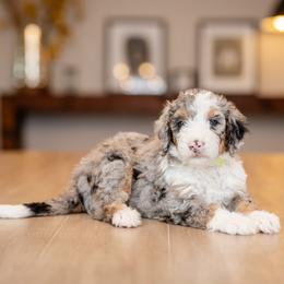 Nosey Nate - Blue merle male Bernedoodle puppy in Chandler, Arizona from Phoebe's Bebies