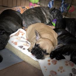 French Bulldog Puppies from Ponderosa Frenchies