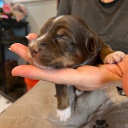 Cannoli Girl 3 - Red tri-color female Australian Shepherd puppy in Johnson City, Tennessee from St. Isidore Australian Shepherds