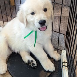 Golden Retriever Puppies from Sandy's Golden Pups