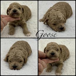 Goose - Apricot male Poodle puppy in Wheatland, California from Sapphire Ridge Poodles