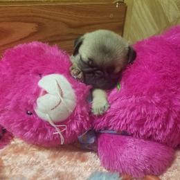 Boy 1 - Fawn male Pug puppy in Humble, Texas from Rick Barrera Pugs