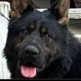 German Shepherd Puppies from Von Stephan Max Shepherds