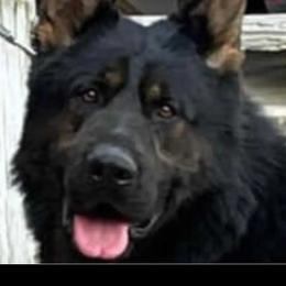 German Shepherd Puppies from Von Stephan Max Shepherds