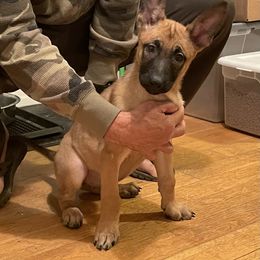 Girl 1 - Belgian Malinois puppy in White Post, Virginia from Mountainside Working Dogs