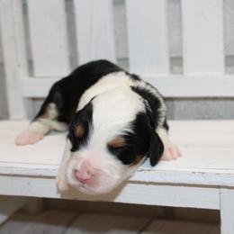 Tri girl 2 - Tri-color female Bernedoodle puppy in Belgreen, Alabama from Scott’s Farm Poodles and Doodles