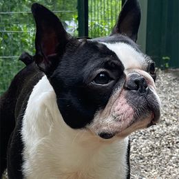 Tonka - Boston Terrier