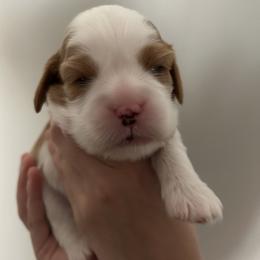 Cavalier King Charles Spaniel Puppies from Misty Meadow Cavaliers