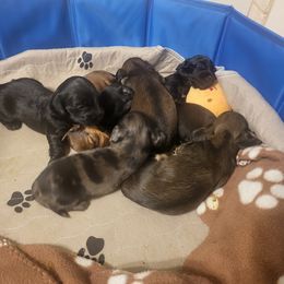 Dachshund Puppies from Harris Hugs and Wiener Wiggles
