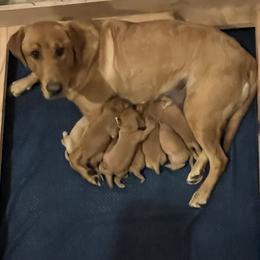 Girl 4 - Yellow female Labrador Retriever puppy in Eleva, Wisconsin from Dan's Labrador Retrievers