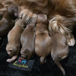 Dachshund puppies from Cassiopeia Doxies