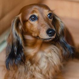 Beeper - Dachshund