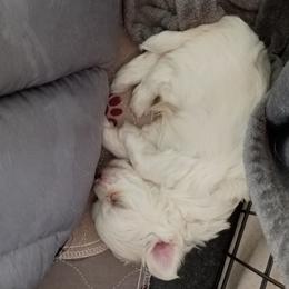Baby boy 2 - White male Maltese puppy in Albuquerque, New Mexico from SugarBellsMaltese