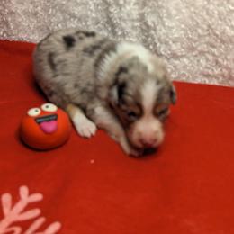 Australian Shepherd Puppies from Firelight Australian Shepherds