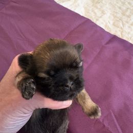 Olga - Black gold and white female Shih Tzu puppy in Buffalo, New York from Irish Eyes ShihTzu