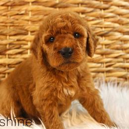 Moonshine - Red  male Goldendoodle puppy in Casa Grande, Arizona from AzDoodle Dandies