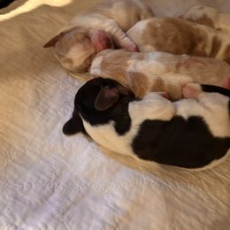 Basset Hound puppies from The Kennels at Tate Farm