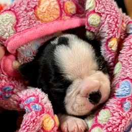 Red diamond - Black brindle and white female Boston Terrier puppy in Philippi, West Virginia from Benders Boston’s