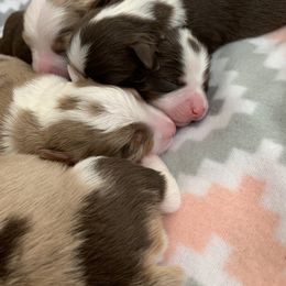 Australian Shepherd Puppies from KangaRoos Little Aussies