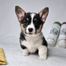 Black Betty, Tri Female - Black and tan female American Corgi puppy in Taylorsville, North Carolina from America's Red White and Bluie Corgis