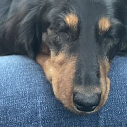 Cardigan Welsh Corgis, Dachshunds, and Shetland Sheepdogs from Rosewick Kennels