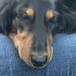 Cardigan Welsh Corgis, Dachshunds, and Shetland Sheepdogs from Rosewick Kennels