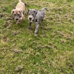 Great Dane Puppies from K&A Danes