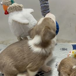 American Corgi, Cardigan Welsh Corgi, and Pembroke Welsh Corgi Puppies from Coopers Korner