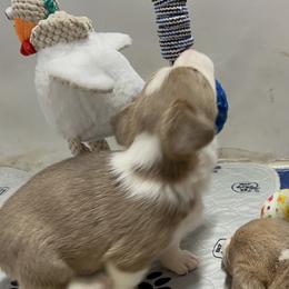 American Corgi, Cardigan Welsh Corgi, and Pembroke Welsh Corgi Puppies from Coopers Korner