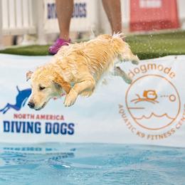 Delilah - Golden Retriever