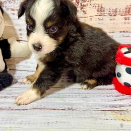 Tri male 4 Blue eyes - Black tri male Toy Australian Shepherd puppy in Lemon Cove, California from Magic Ranch Mini Aussies