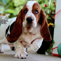 Mackerel - Black white and brown male Basset Hound puppy in Pollock, Missouri from Northstar