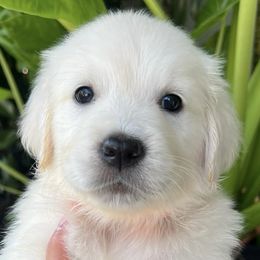 Golden Retrievers from The Purrfectpups