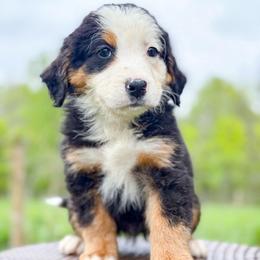 Boy 1 - Tri-color male Bernedoodle puppy in Montrose, Michigan from Livy’s Doodles