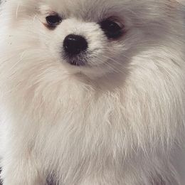 Cockapoos and Pomeranians from Luna Kennel