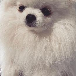 Cockapoos and Pomeranians from Luna Kennel