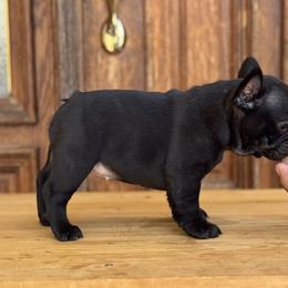 Bella - Brindle and white female French Bulldog puppy in Los ángeles, California from Jose Navarro