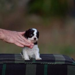 Tyrion - Chocolate male Australian Labradoodle puppy in Milton, Florida from Sutton Place Doodles