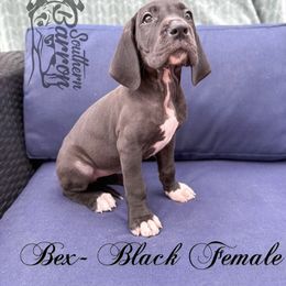 Bex - Black female Great Dane puppy in Prairieville, Louisiana from Southern Barron Danes & Dachshunds