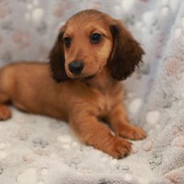 Lightning - Red male Dachshund puppy in Indiantown, Florida from Turquoise River Minature Dachshunds