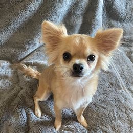 Daisy - Chihuahua