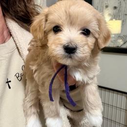Purple - Champagne female Maltipoo puppy in Clarksville, Tennessee from Bee Mine Maltipoos and Pomeranians