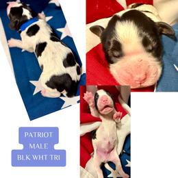 Patriot - Black white and tan male English Springer Spaniel puppy in Madison, Indiana from McCollough's Pawsome Spaniels and Danny's Delightful Dachshunds